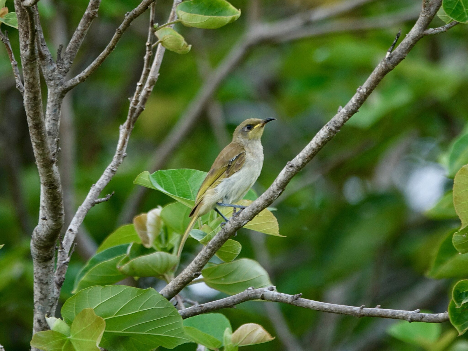 image Brown Honeyeater